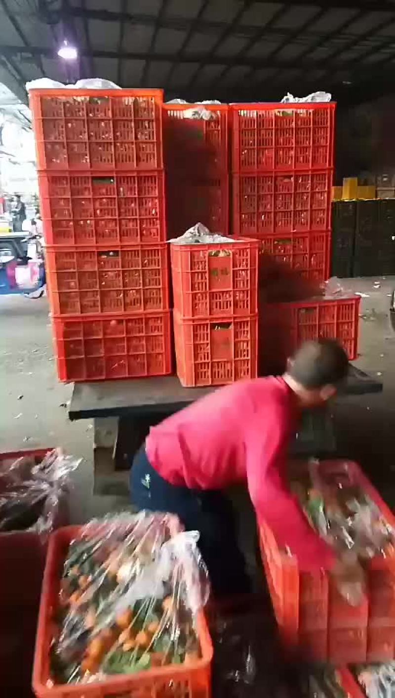 沙糖桔