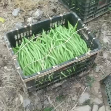 无筋豆