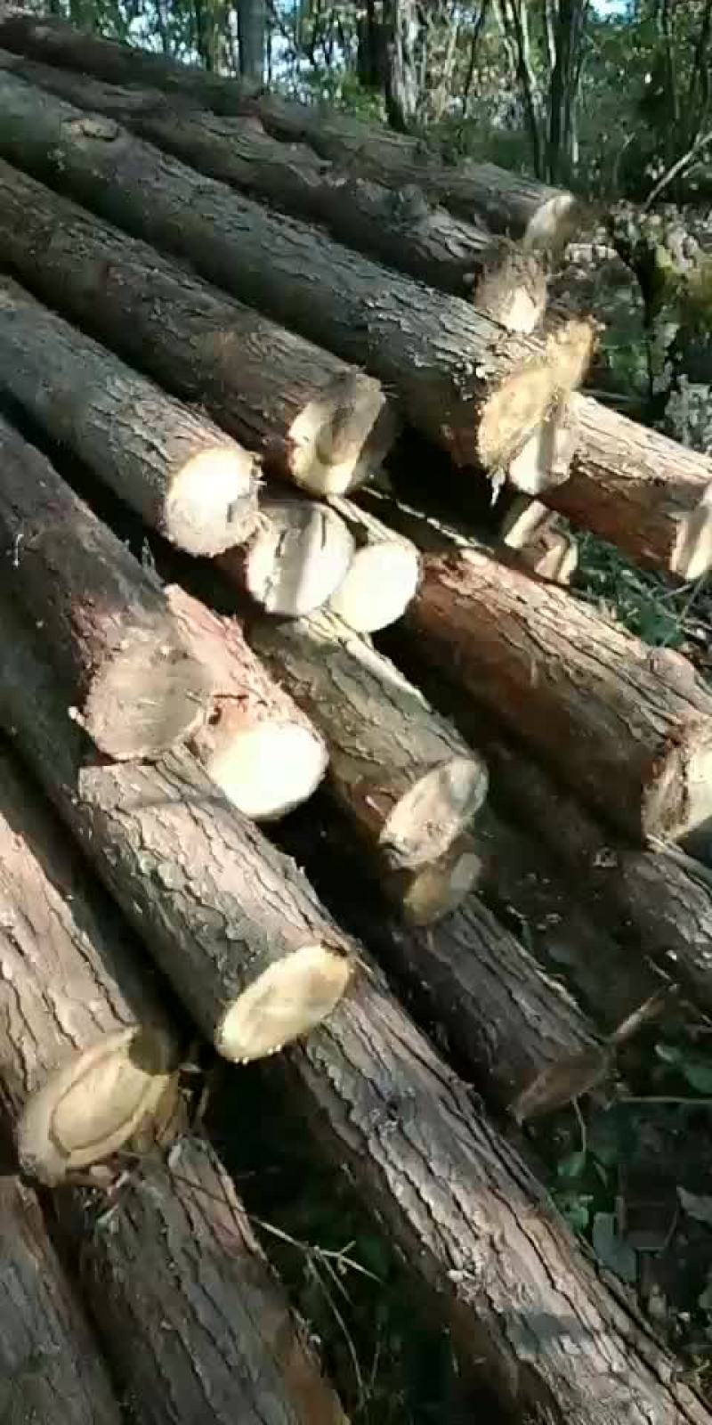 杉木，杨木