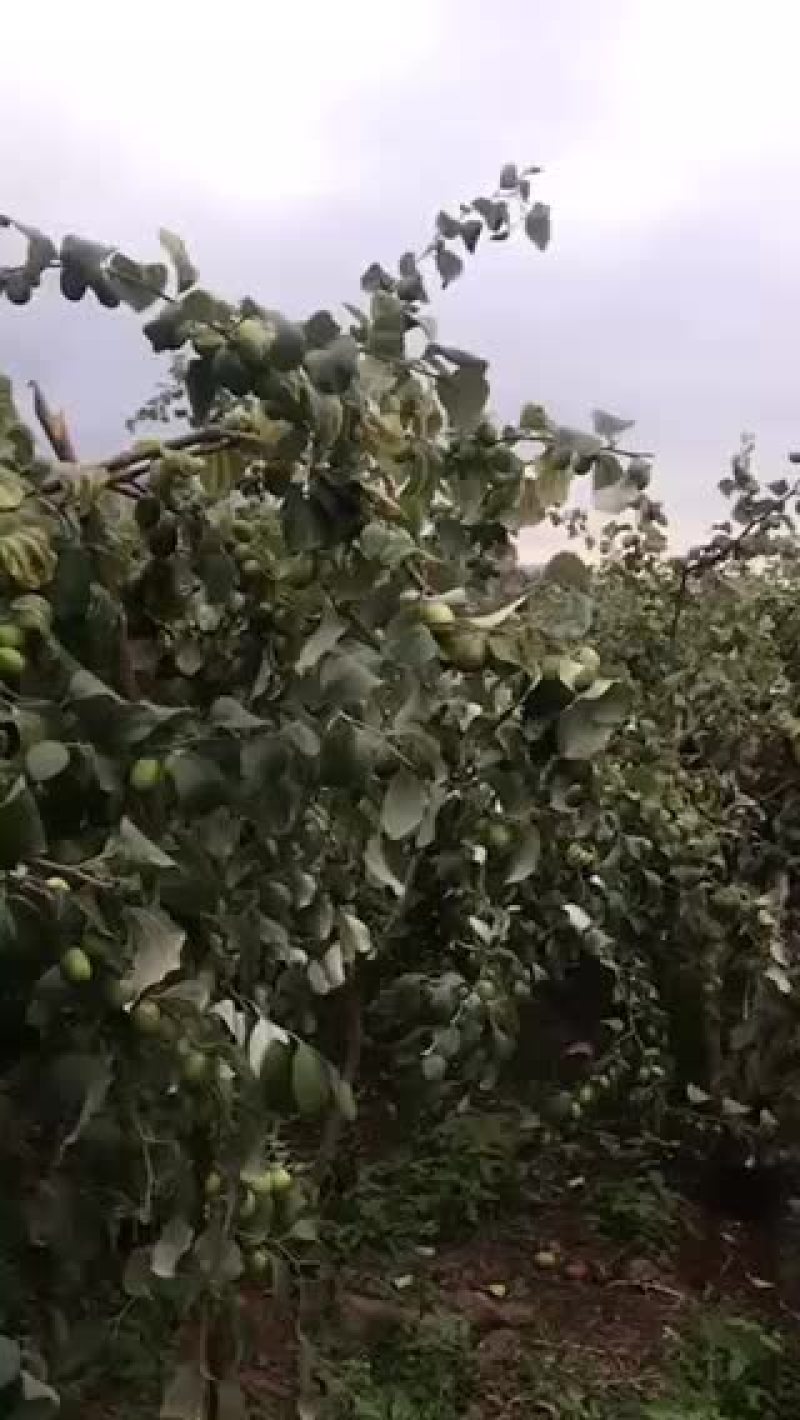 元谋青枣、自家果园种植一手货源