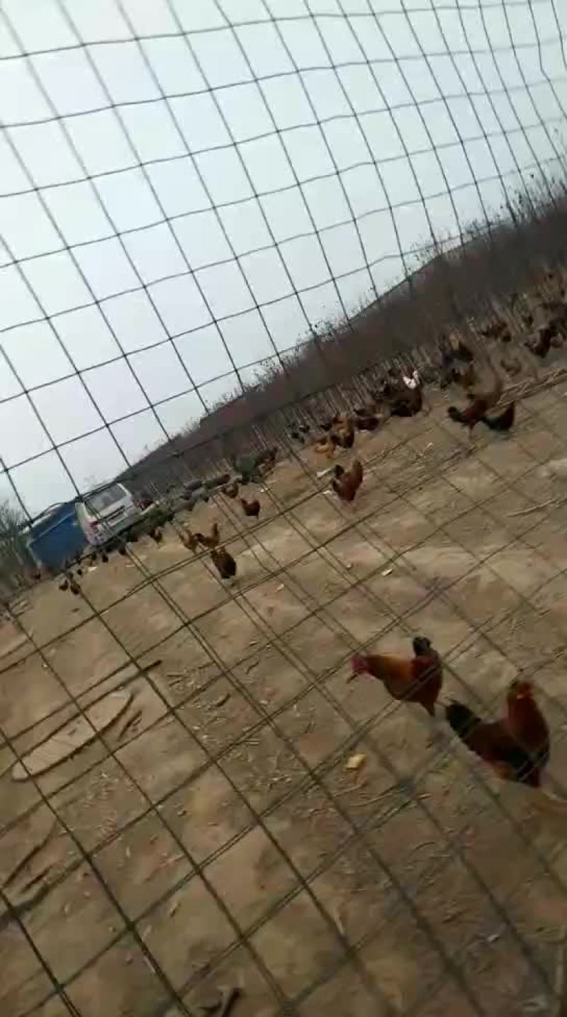 散养大公鸡