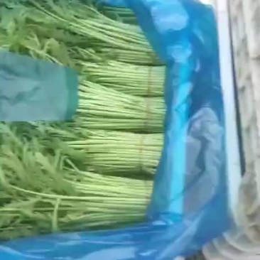 茼蒿菜