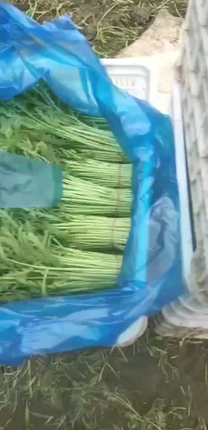 茼蒿菜