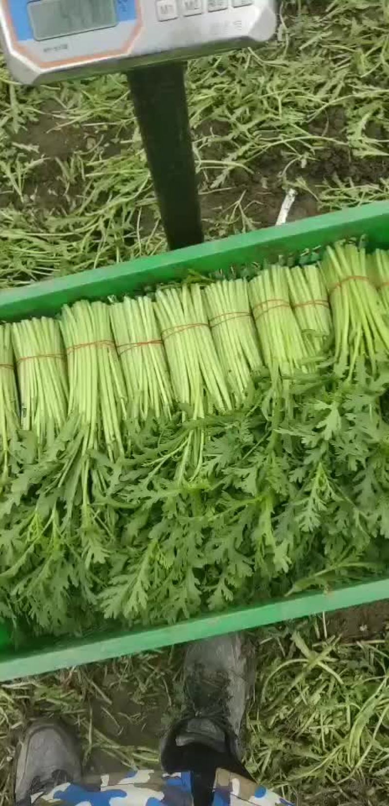 茼蒿菜