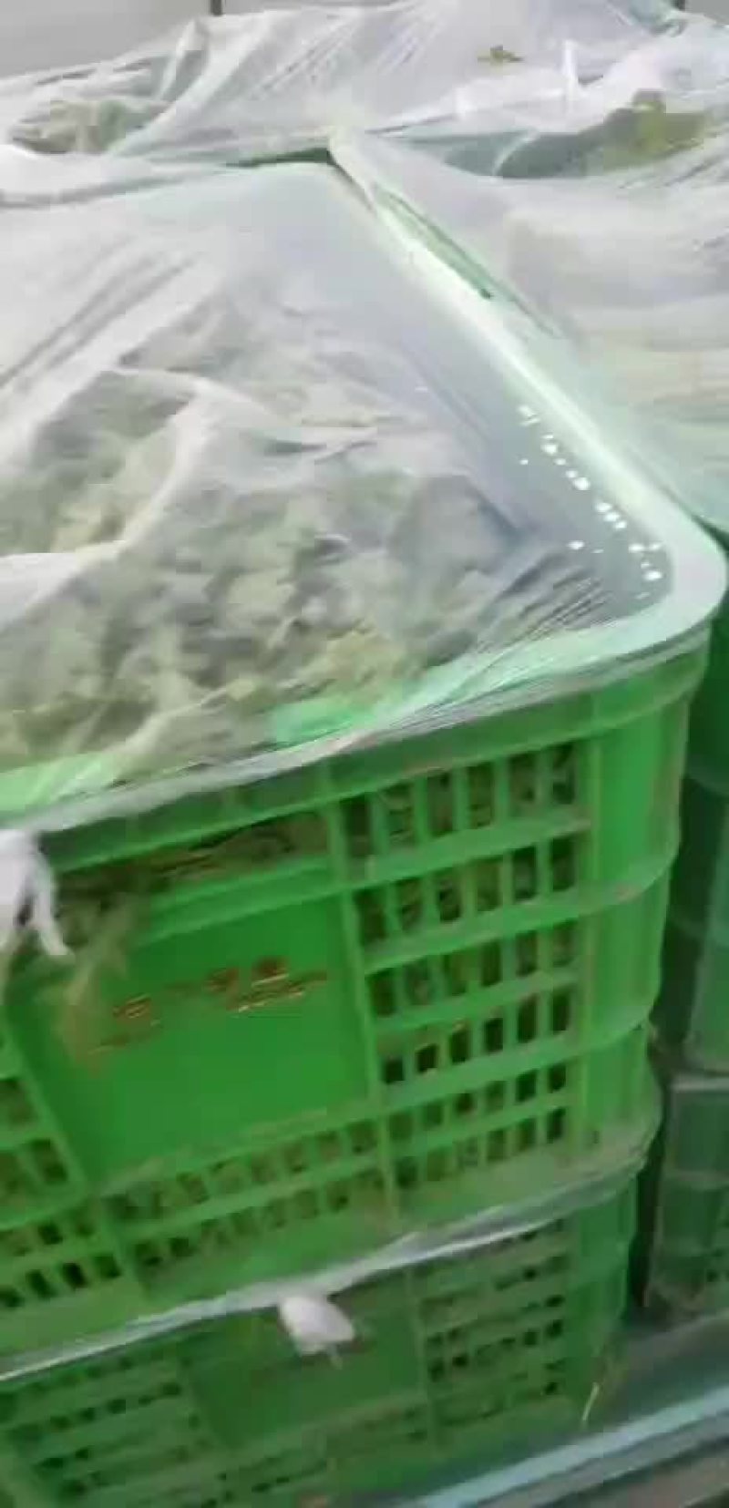 茼蒿菜