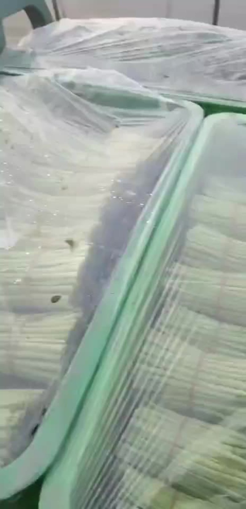 茼蒿菜