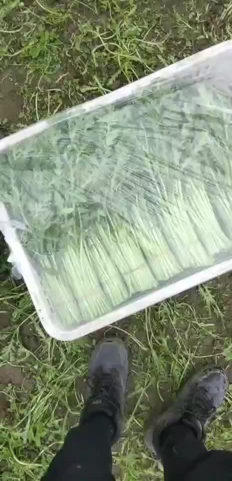 茼蒿菜