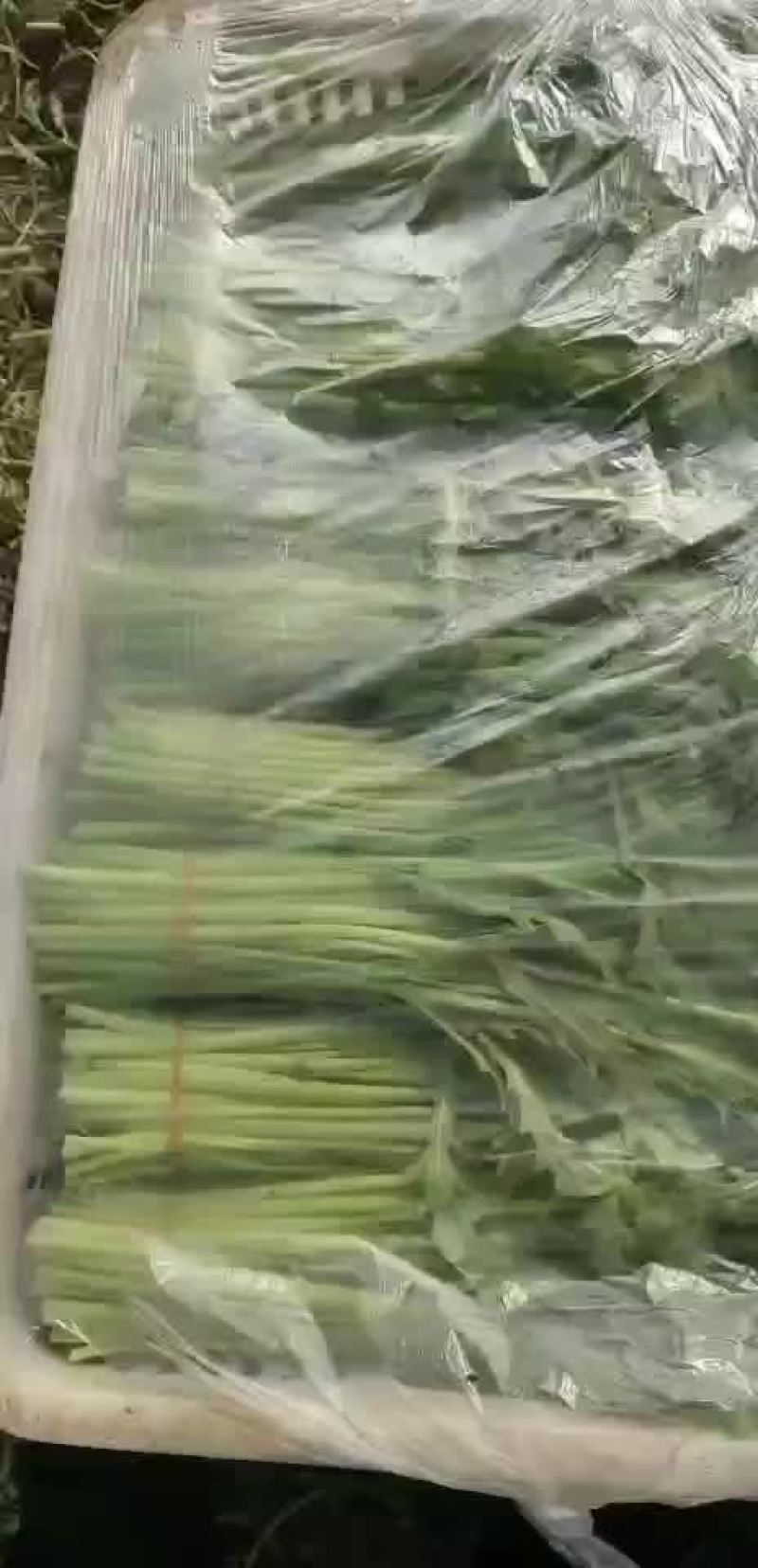茼蒿菜
