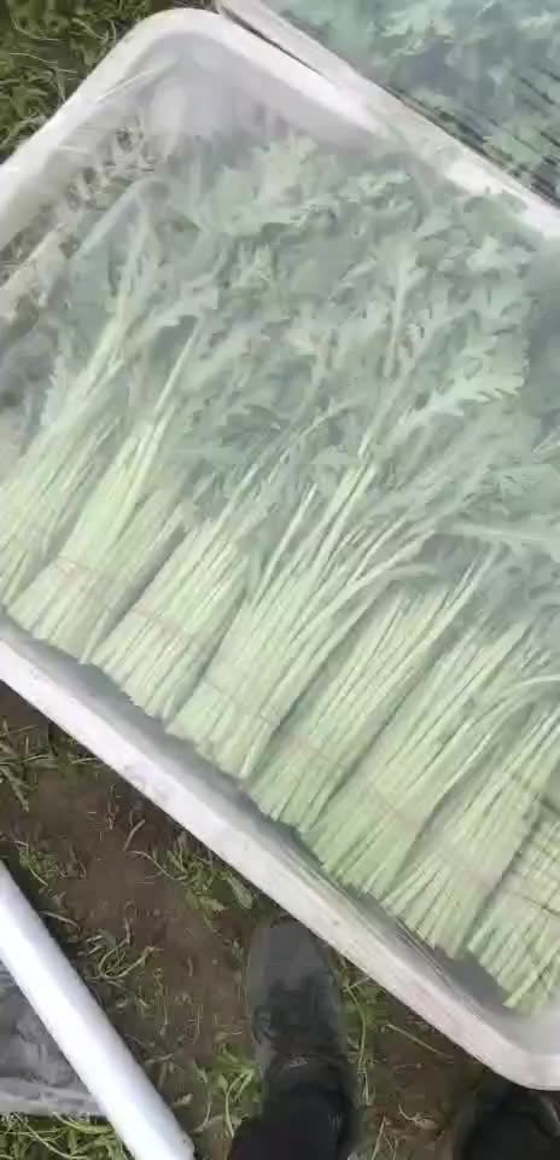 茼蒿菜