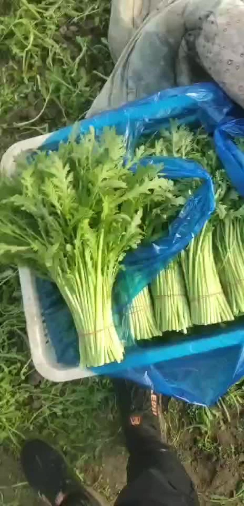 茼蒿菜