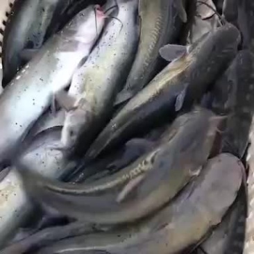 精品鱼塘养殖叉尾鮰鱼