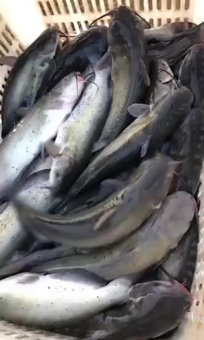 精品鱼塘养殖叉尾鮰鱼