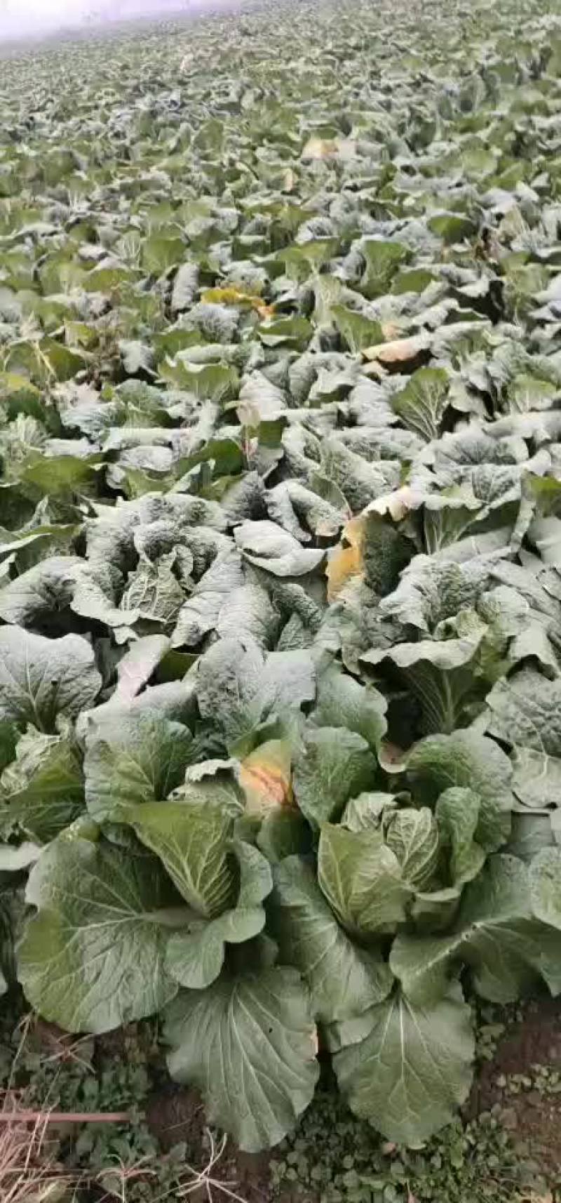 ，秋喜白菜，阳春三月！大量上市