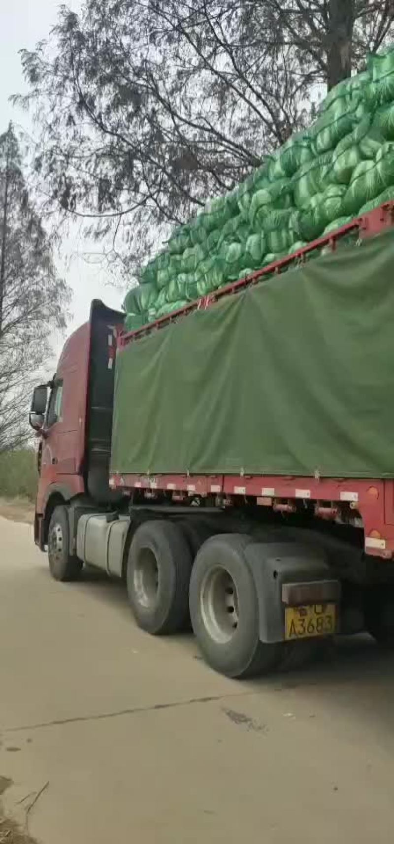 ，秋喜白菜，阳春三月！大量上市