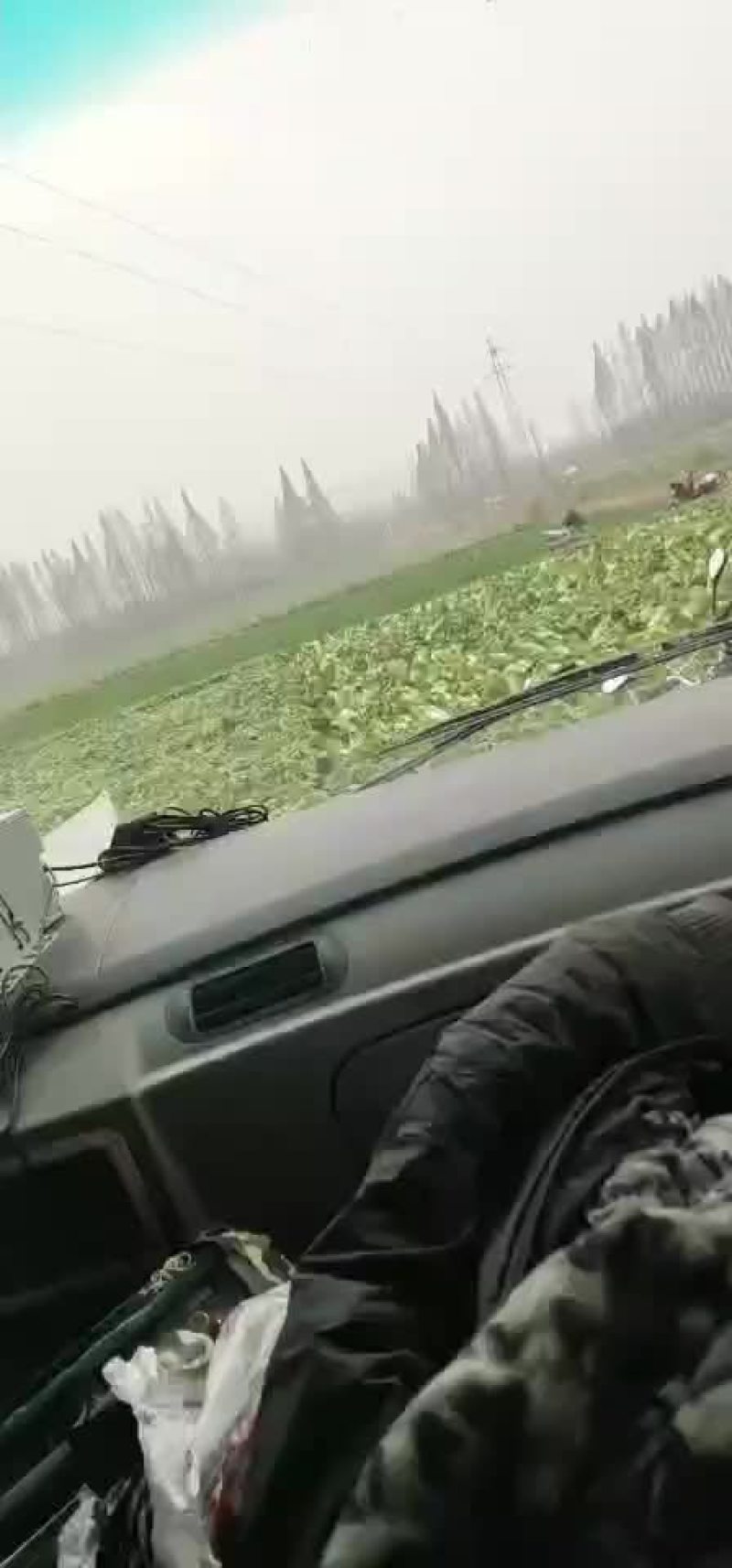 ，秋喜白菜，阳春三月！大量上市