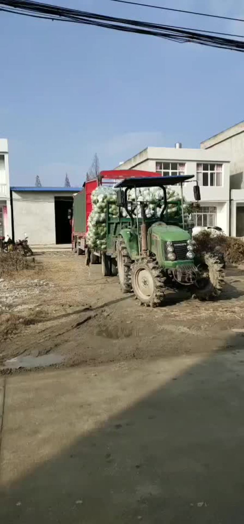 ，秋喜白菜，阳春三月！大量上市
