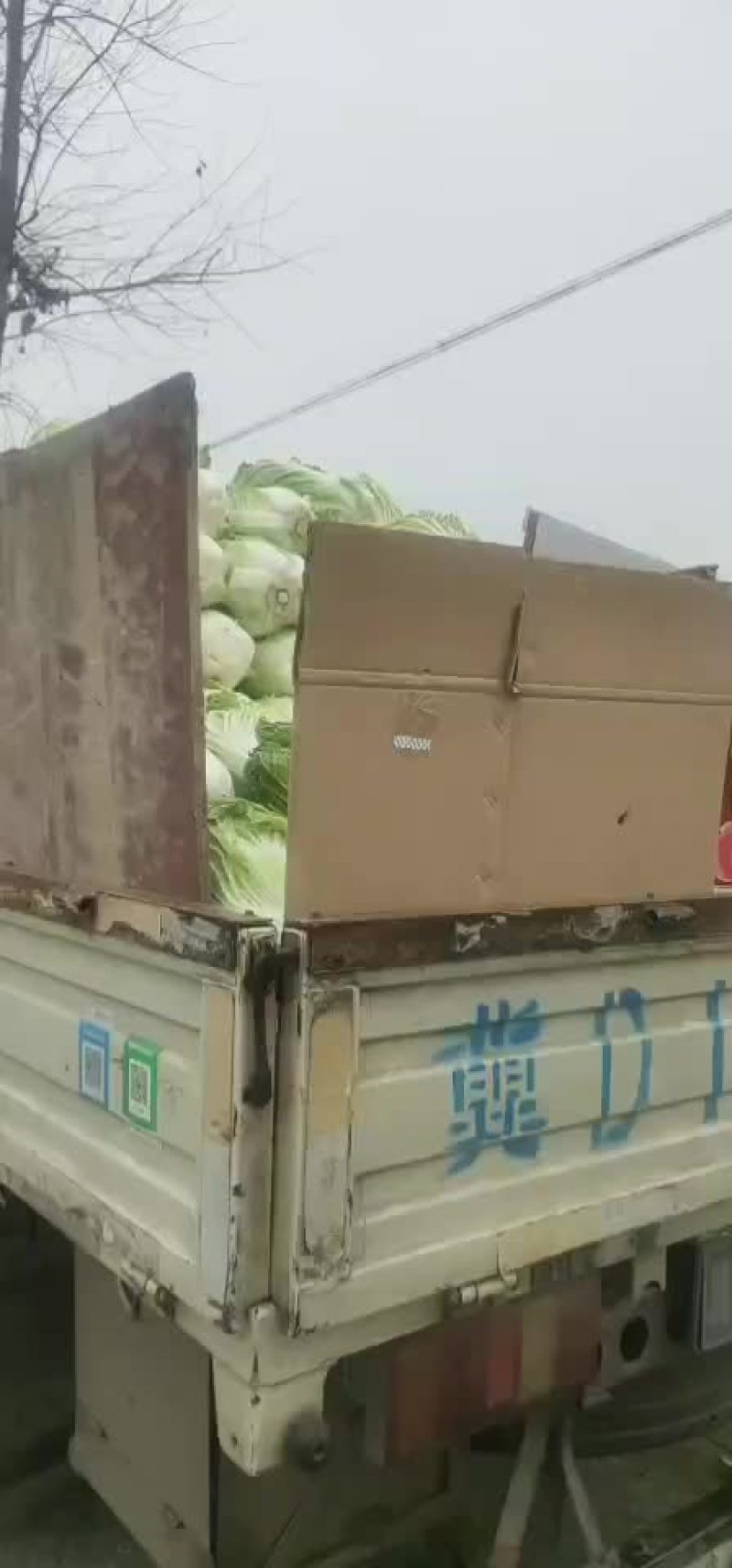 ，秋喜白菜，阳春三月！大量上市