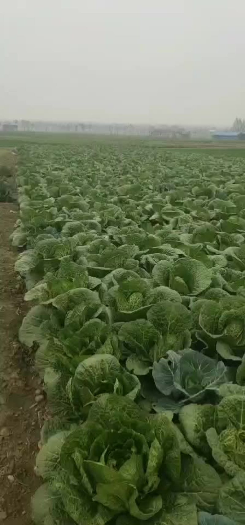 ，秋喜白菜，阳春三月！大量上市