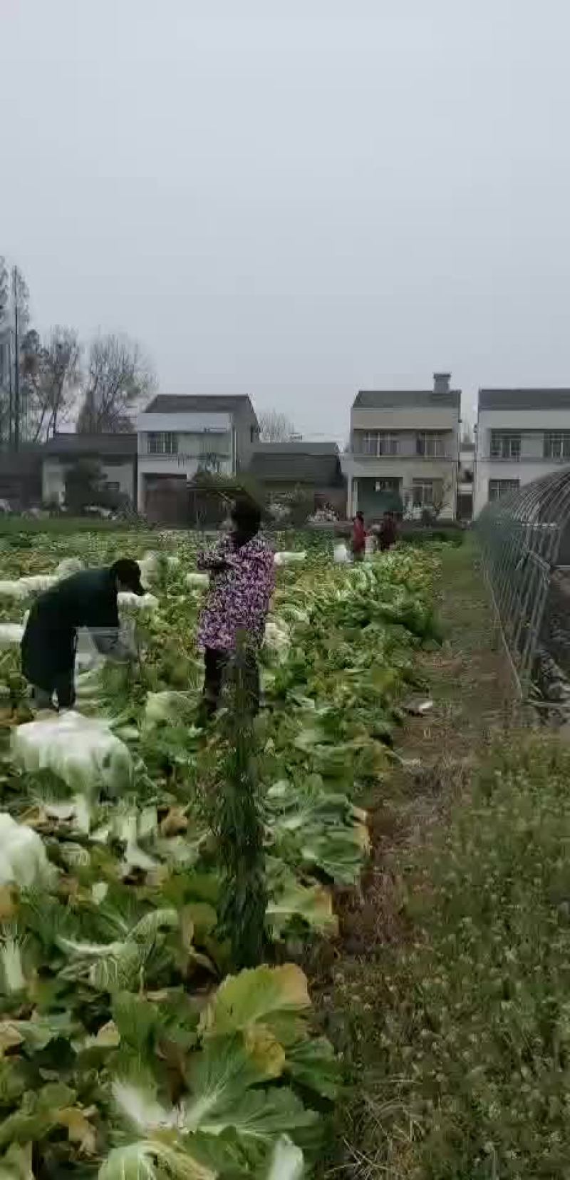 【精品】白菜，品种多样，量大从优，欢迎选购