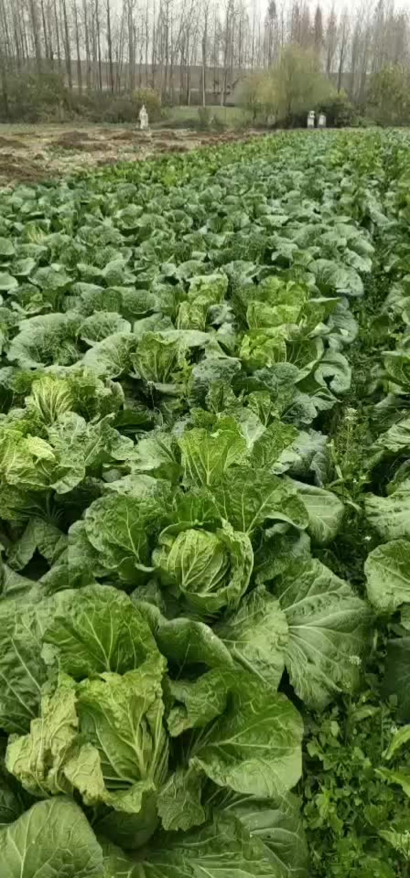 【精品】白菜，品种多样，量大从优，欢迎选购