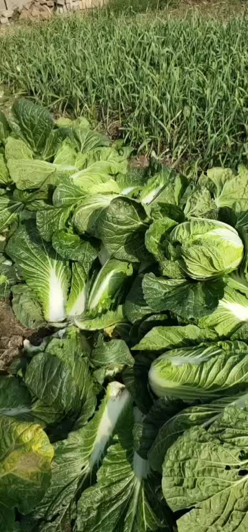 【精品】白菜，品种多样，量大从优，欢迎选购
