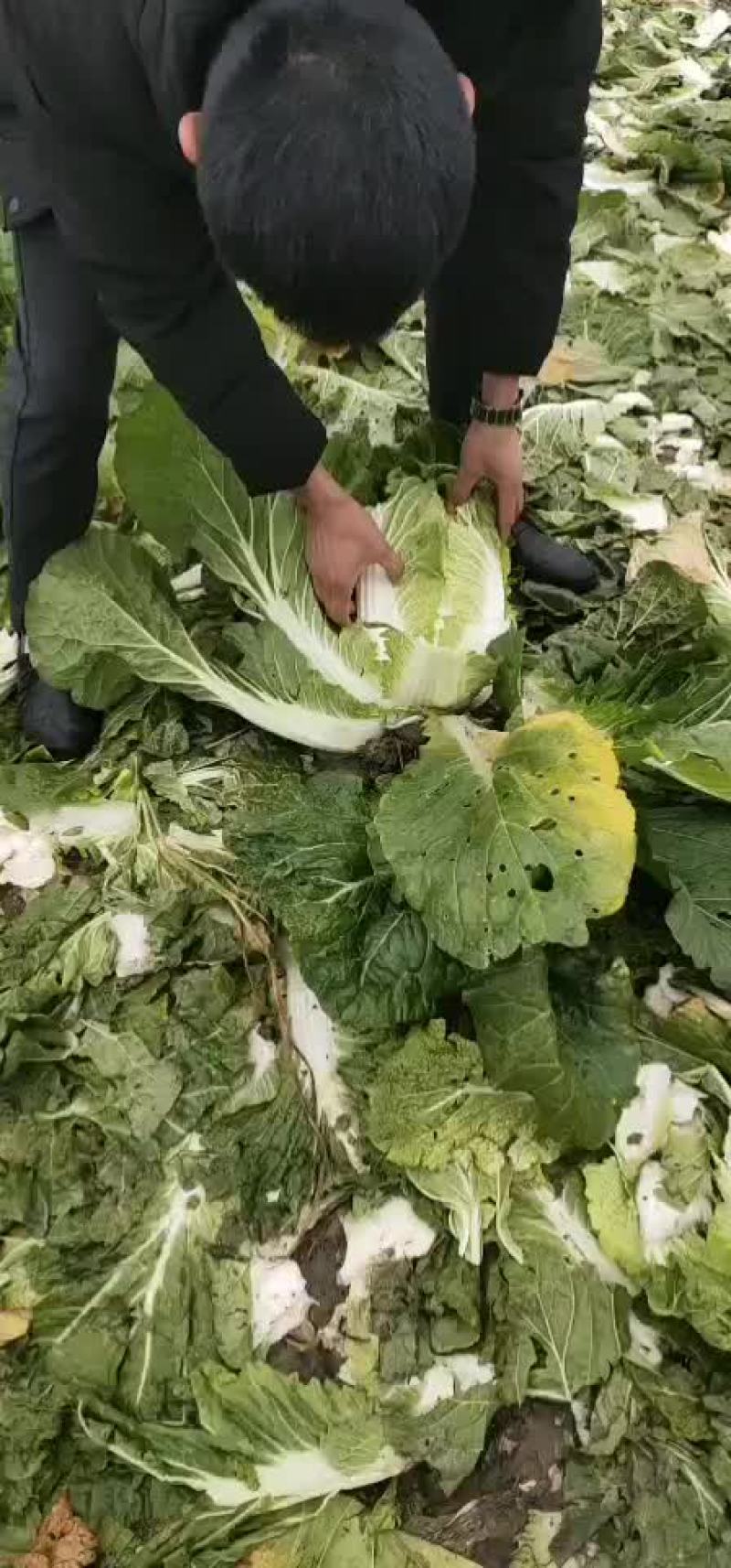 【精品】白菜，品种多样，量大从优，欢迎选购