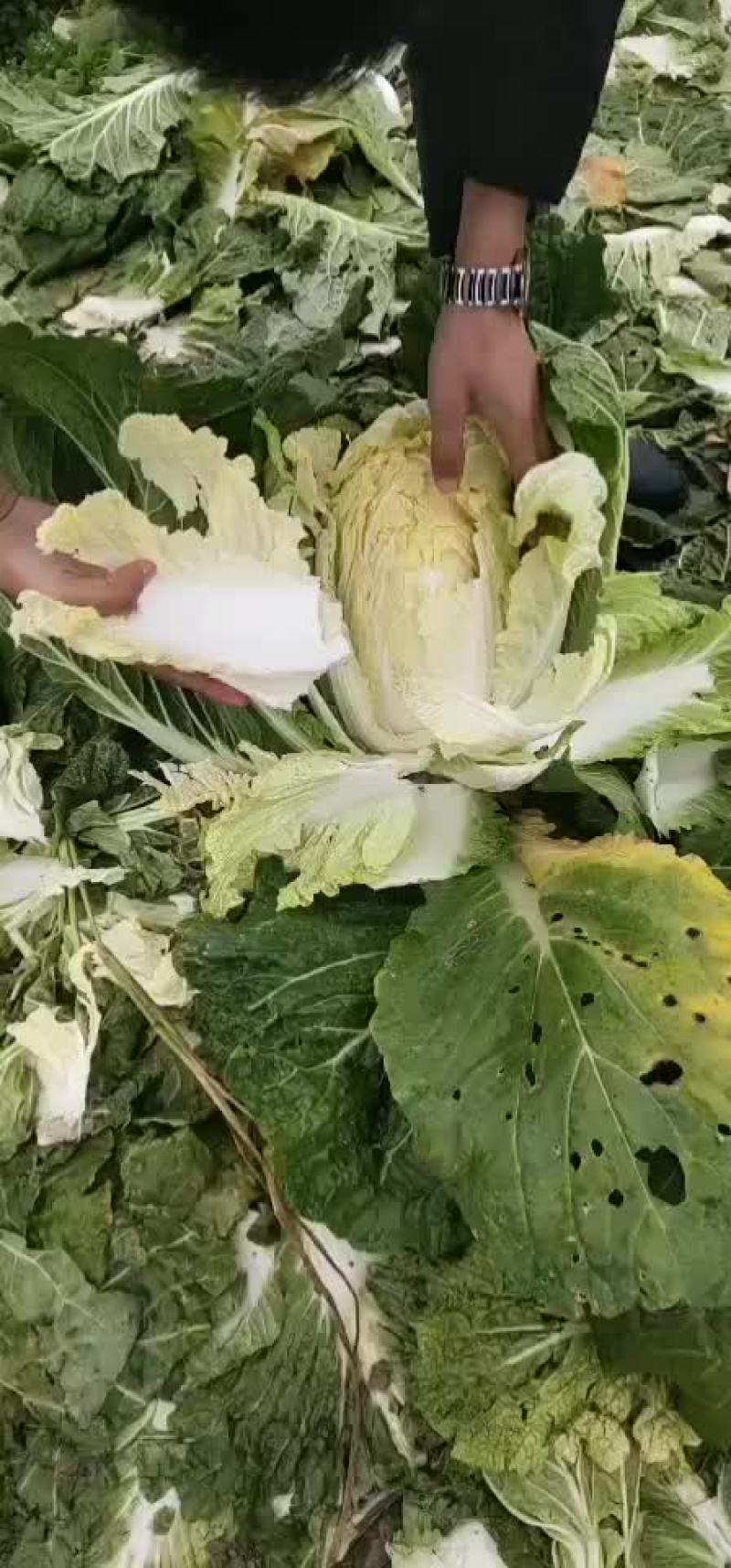 【精品】白菜，品种多样，量大从优，欢迎选购