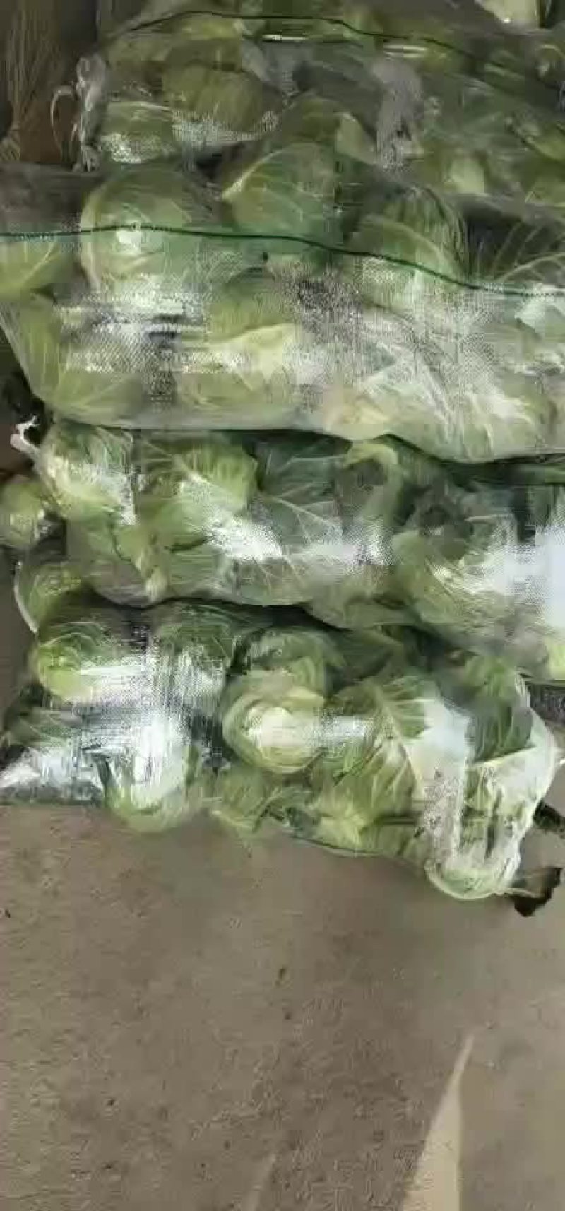 潜江大白菜，黄心白菜，现摘现发，品质保证