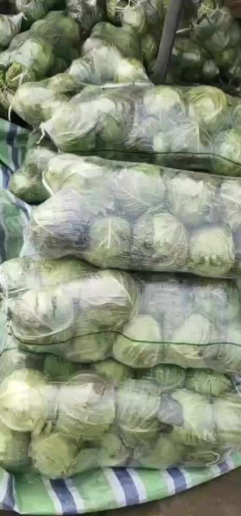 潜江大白菜，黄心白菜，现摘现发，品质保证