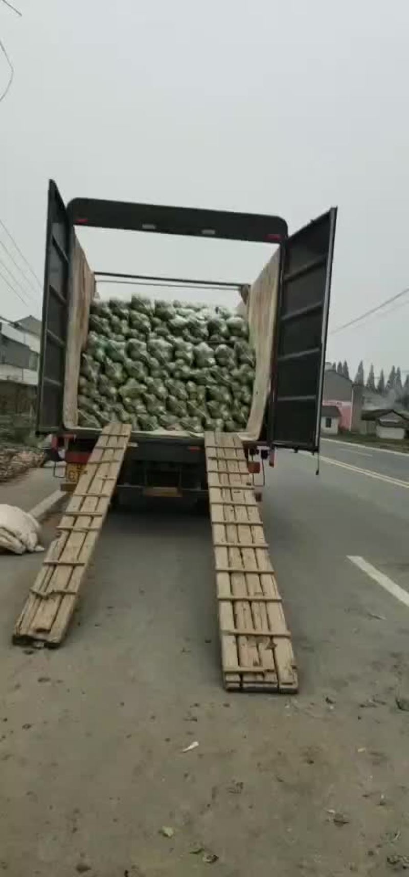 潜江大白菜，黄心白菜，现摘现发，品质保证