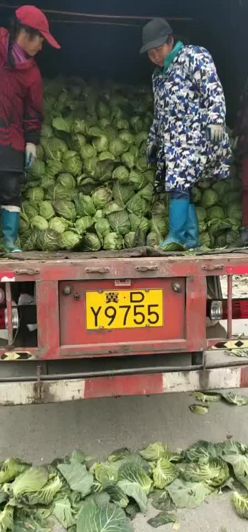 潜江大白菜，黄心白菜，现摘现发，品质保证