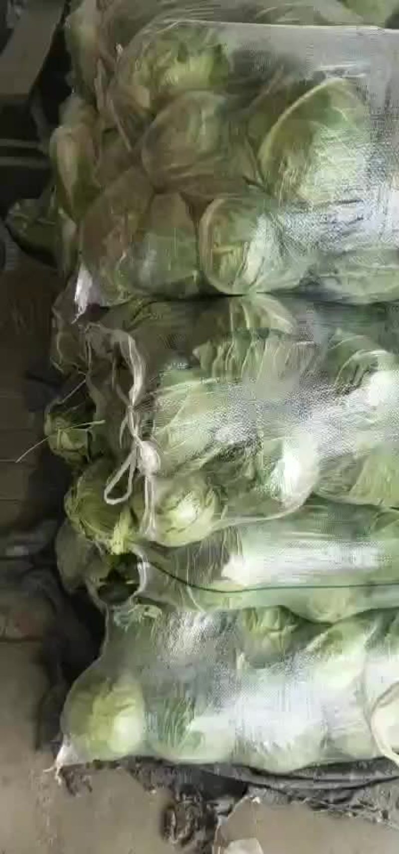 潜江大白菜，黄心白菜，现摘现发，品质保证