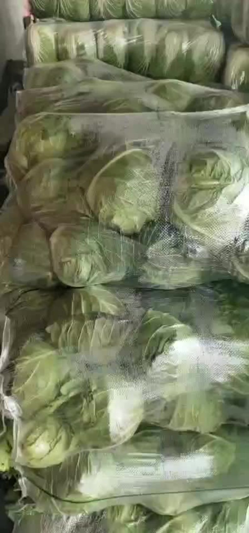 潜江大白菜，黄心白菜，现摘现发，品质保证