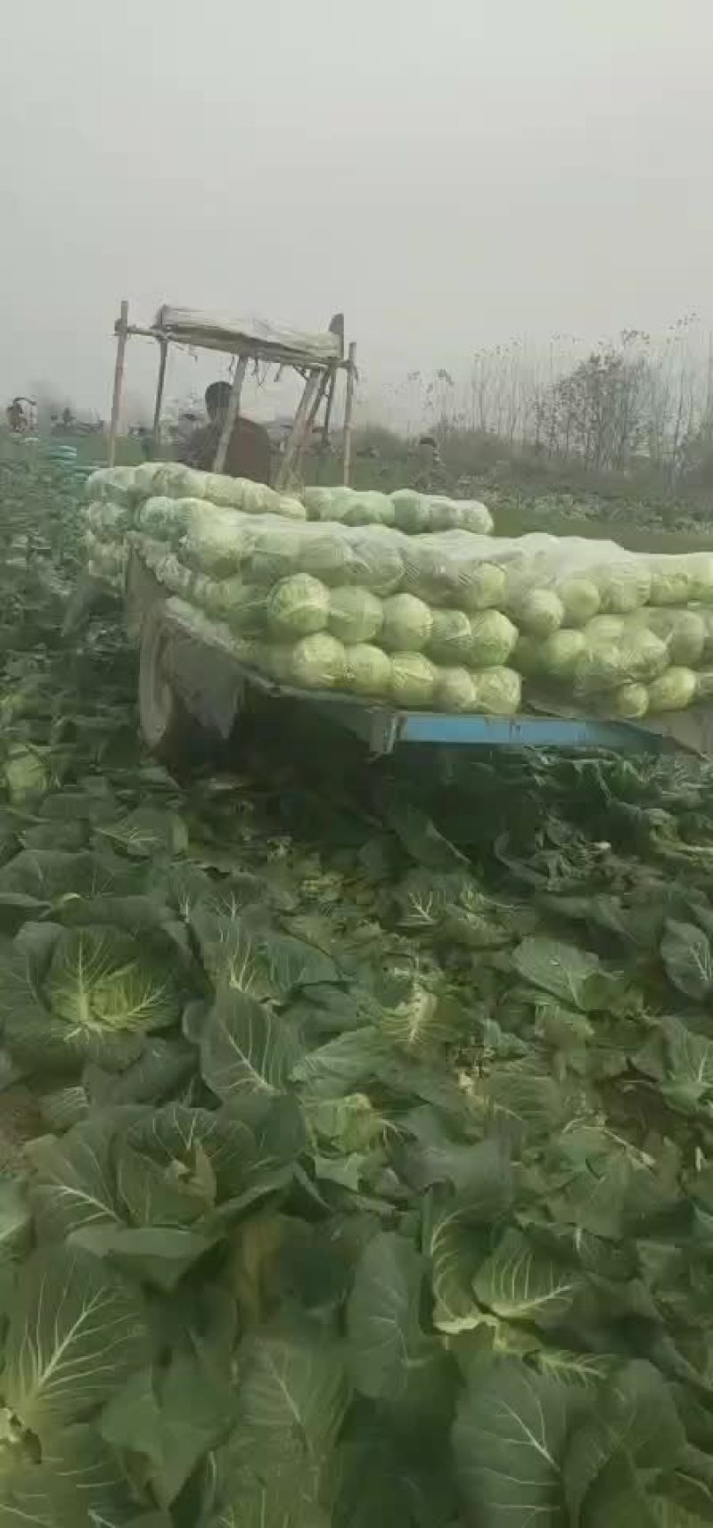 潜江大白菜，黄心白菜，现摘现发，品质保证