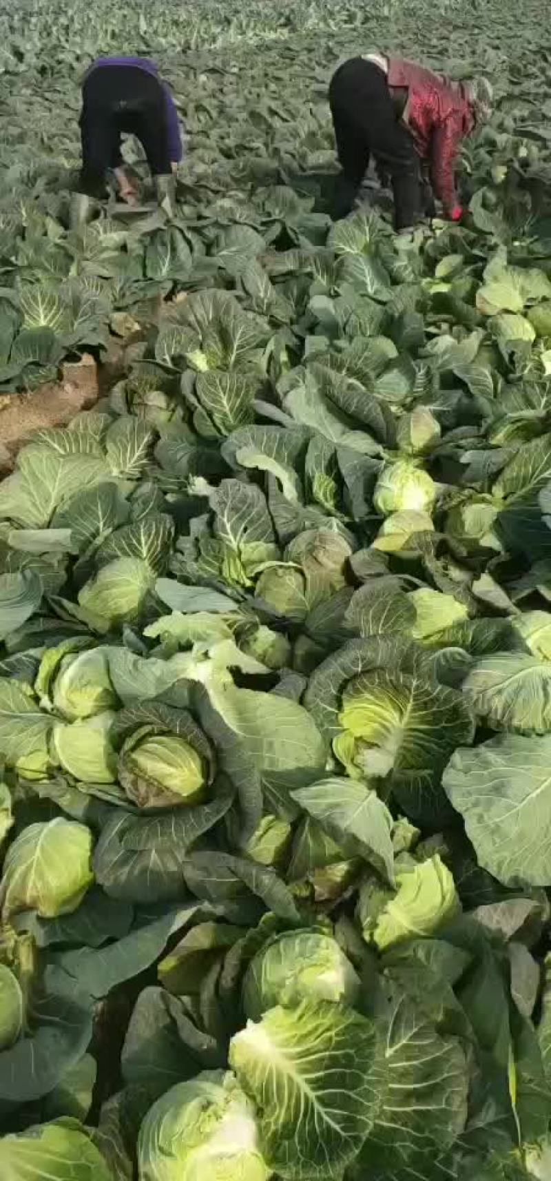 潜江大白菜，黄心白菜，现摘现发，品质保证