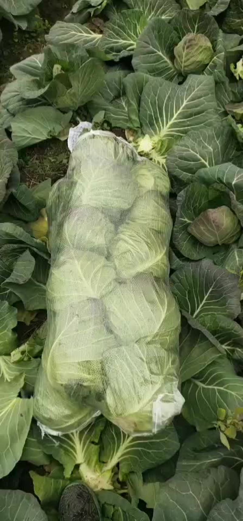 潜江大白菜，黄心白菜，现摘现发，品质保证