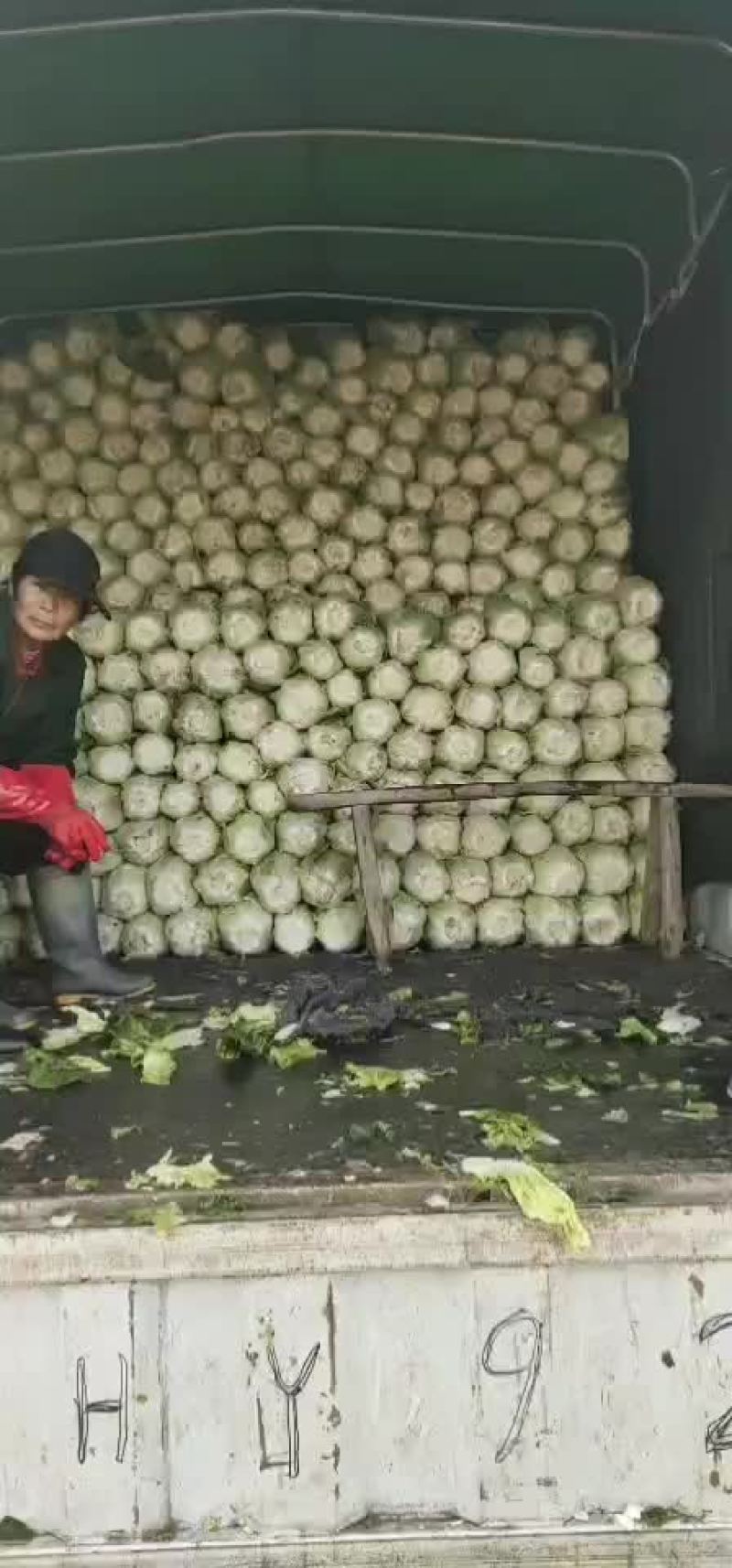 潜江大白菜，黄心白菜，现摘现发，品质保证
