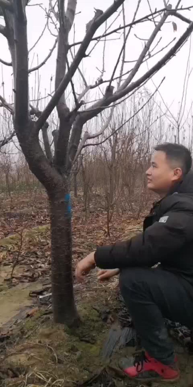 樱桃树大量现货供应可以实地考察