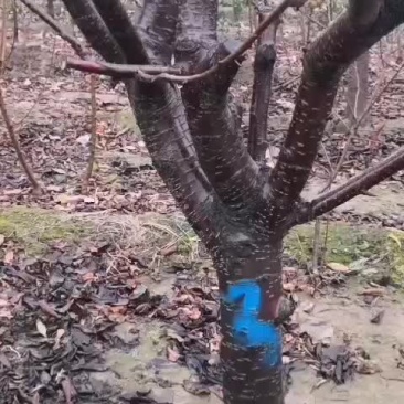樱桃树大量现货供应可以实地考察