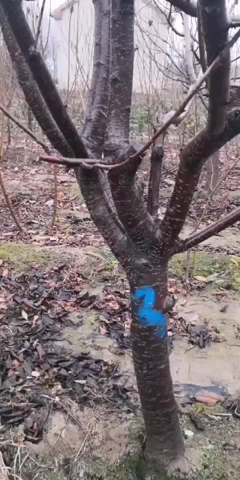 樱桃树大量现货供应可以实地考察