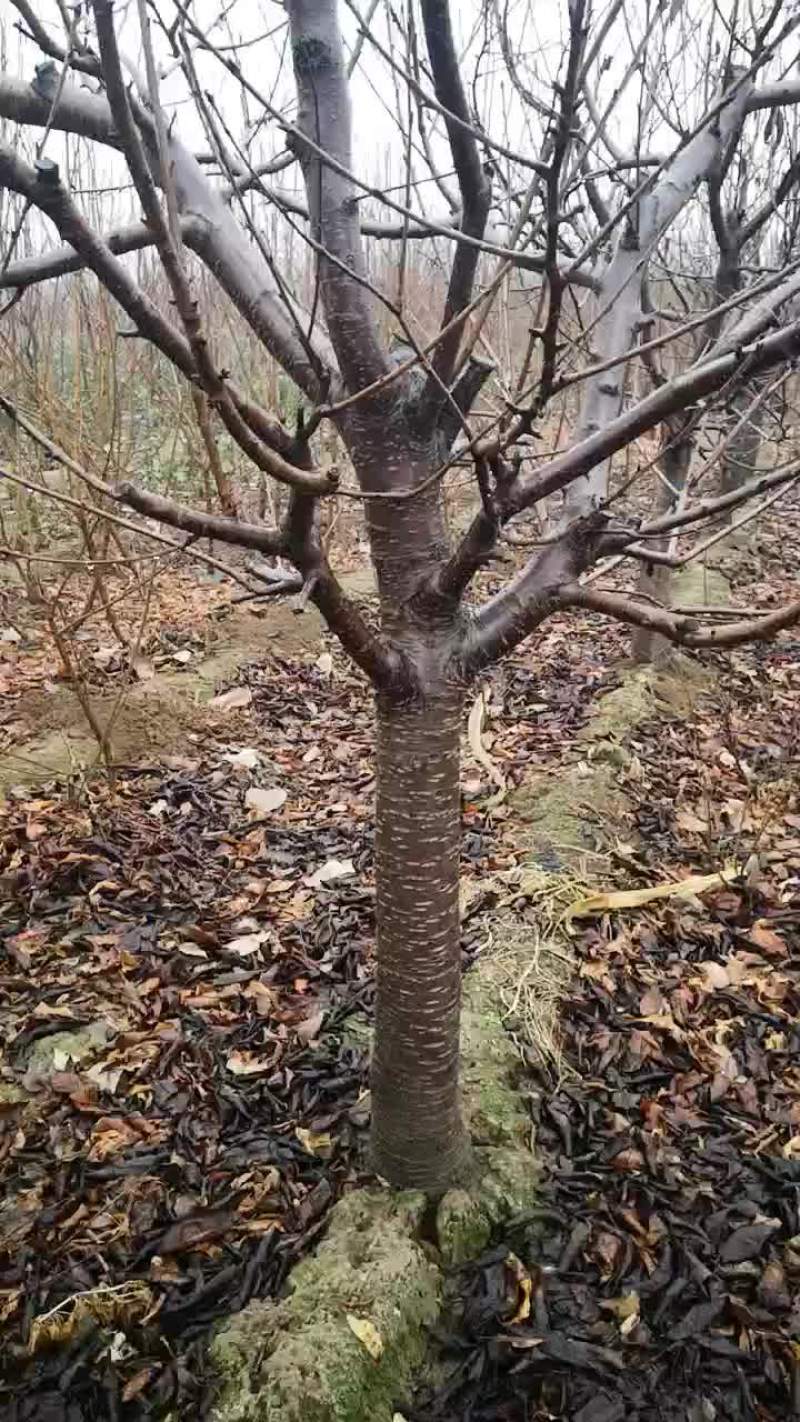 樱桃树大量现货供应可以实地考察