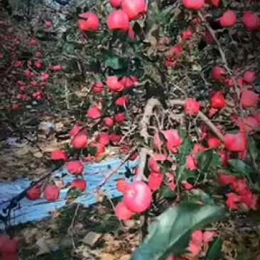 山东红富士苹果，都是80以上的没有小的