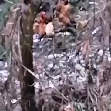 鸡
