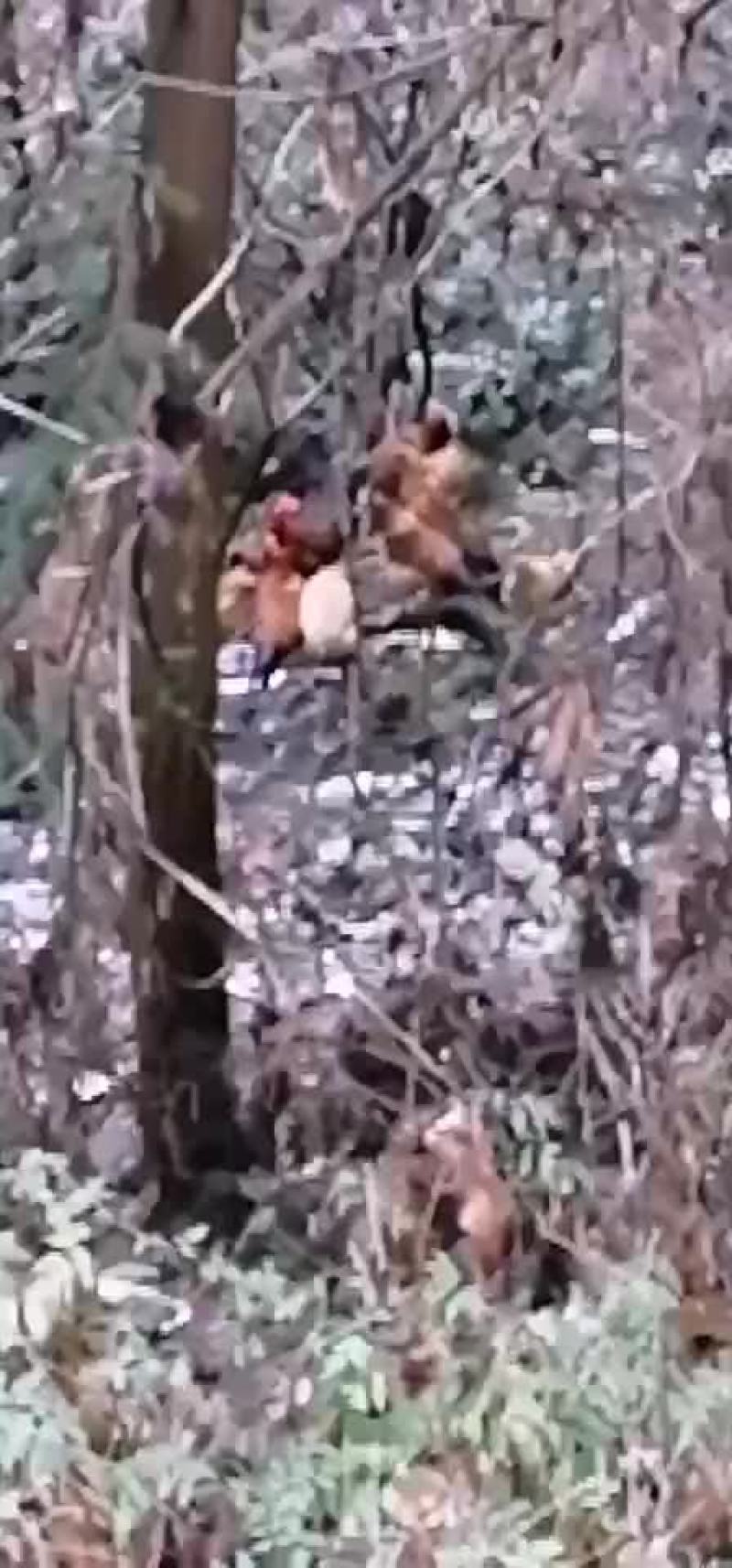 鸡
