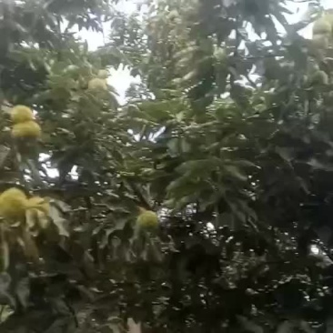 板栗苗基地直销