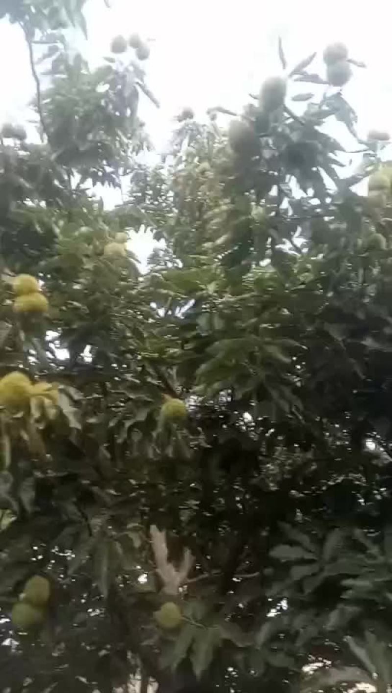 板栗苗基地直销