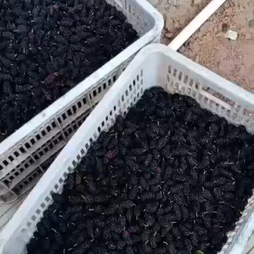 热带水果