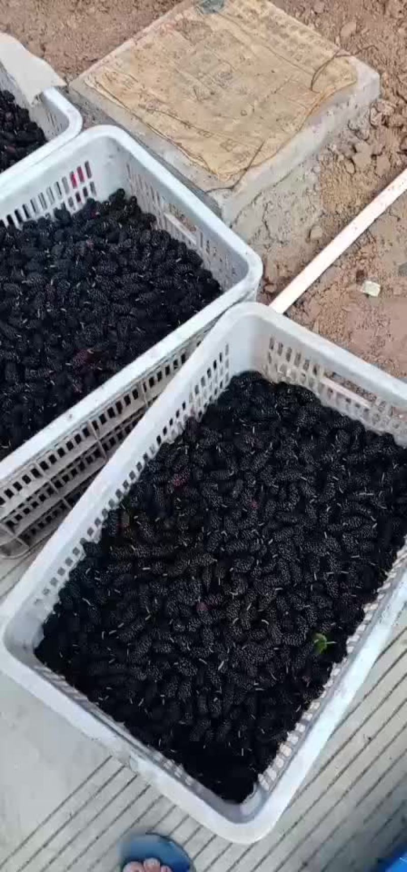 热带水果