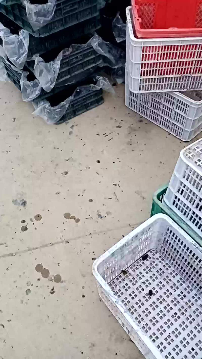热带水果