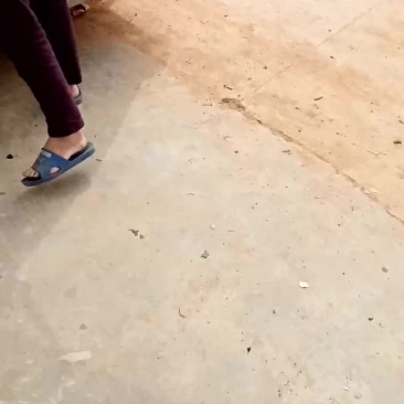 桑葚